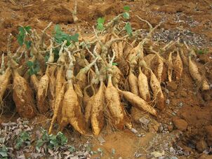 Raíz de Kudzu